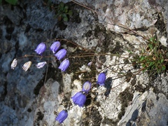 Campanula cespitosa