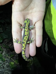 Triturus marmoratus