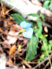 Commelina erecta