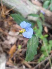 Commelina erecta
