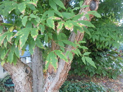 Acer triflorum