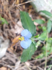 Commelina erecta