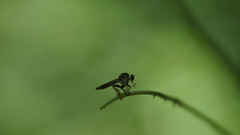 Ommatiini
