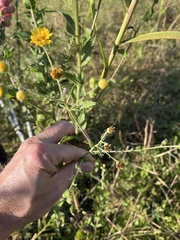 Heterotheca subaxillaris