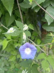 Ipomoea nil