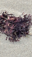 Chondrus crispus