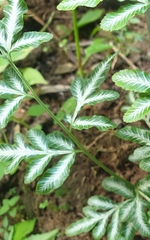 Pteris ensiformis