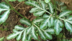 Pteris ensiformis