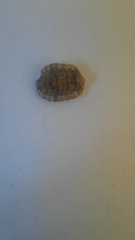 Rhyssoplax olivacea