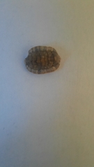 Rhyssoplax olivacea