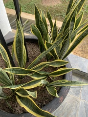 Sansevieria