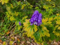 Aconitum uncinatum