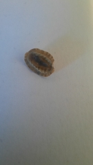 Rhyssoplax olivacea