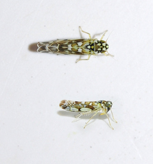 Eupteryx andalusiaca