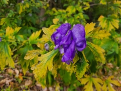 Aconitum uncinatum