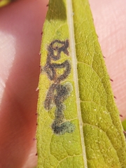 Liriomyza eupatoriella