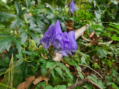 Aconitum uncinatum