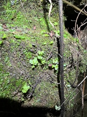 Anogramma leptophylla