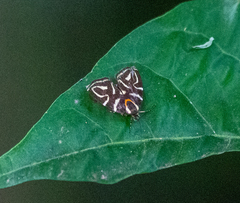 Hemerophila albertiana