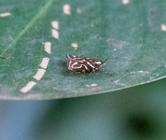 Hemerophila albertiana