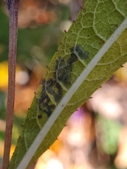 Liriomyza eupatoriella
