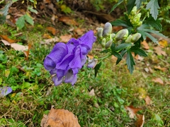 Aconitum uncinatum