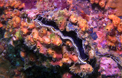 Ostreoidea