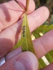 Liriomyza eupatoriella