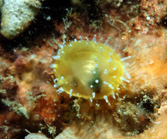 Scintilla cuvieri