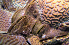 Septifer bilocularis