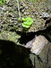Anogramma leptophylla