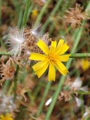 Chondrilla juncea