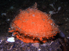 Spondylus