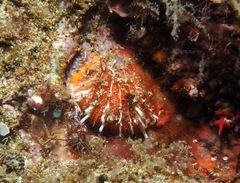 Spondylus