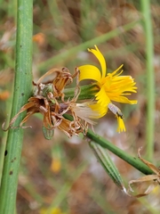 Chondrilla juncea