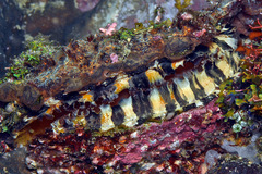 Spondylus