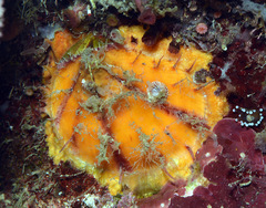 Spondylus