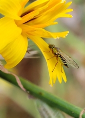 Diptera