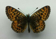 Boloria chariclea