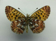 Boloria chariclea