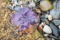 Cyanea lamarckii