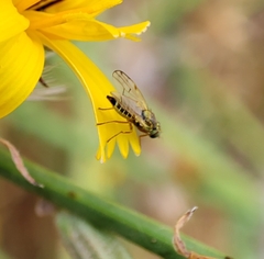 Diptera