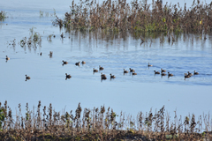 Tachybaptus ruficollis capensis