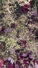 Gypsophila paniculata