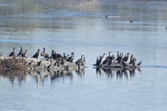 Phalacrocorax carbo sinensis