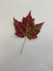 Acer rubrum image