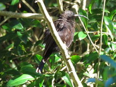 Chalcomitra amethystina