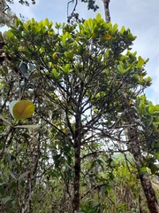 Vochysia jefensis