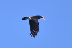 Corvus cornix sharpii