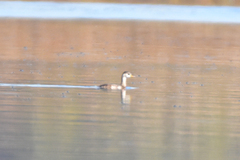 Tachybaptus ruficollis capensis